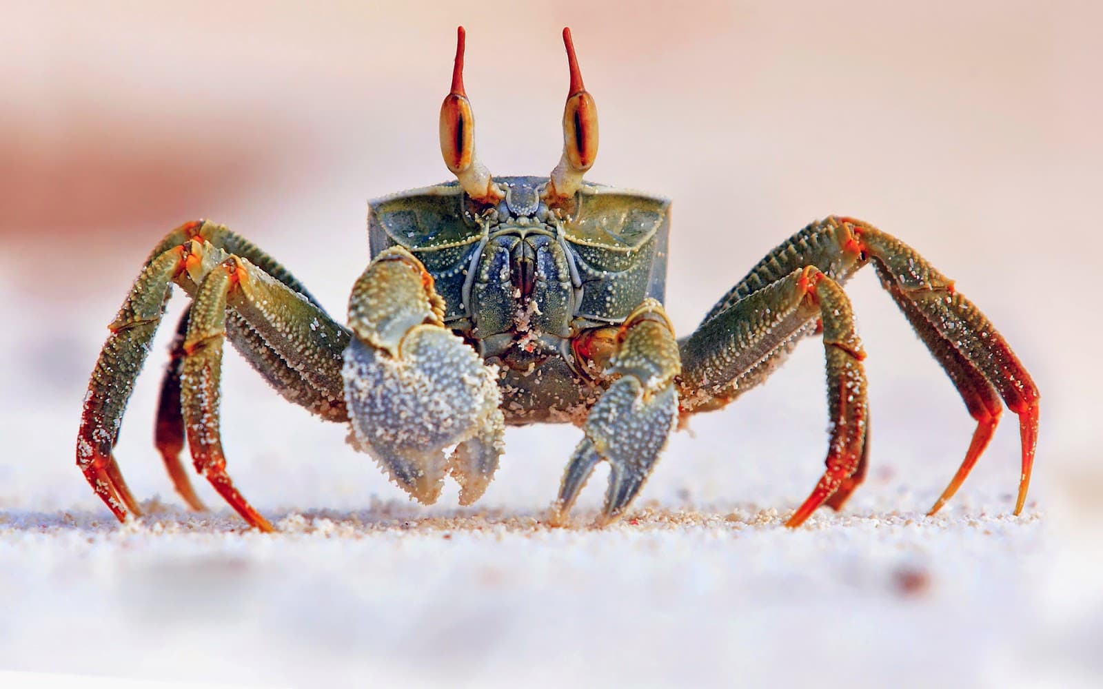 crab