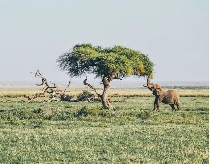 elephantTree.JPG