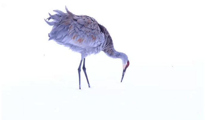 crane.PNG