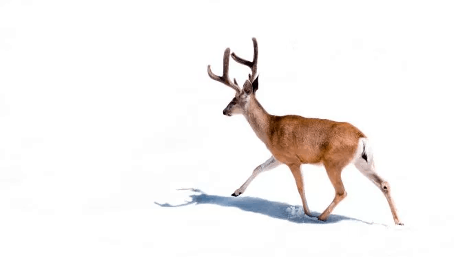 deerWhite.PNG