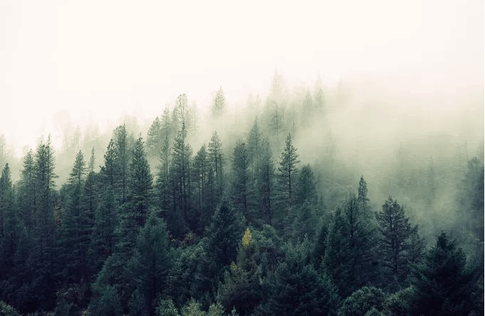 foggyForest