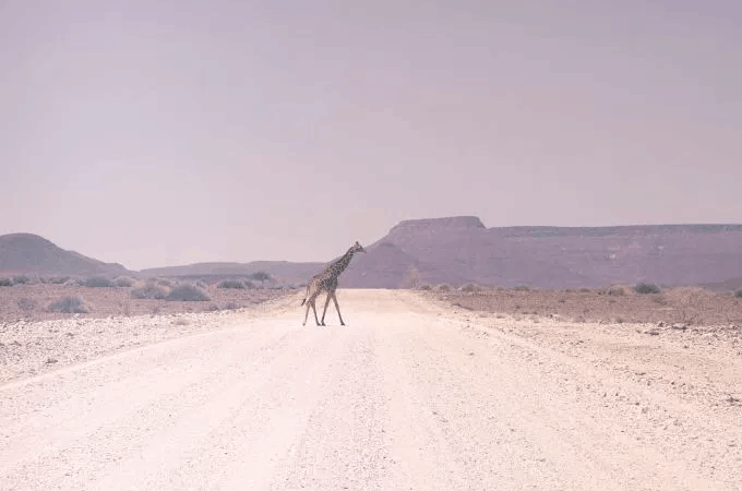 giraffeRoad.PNG