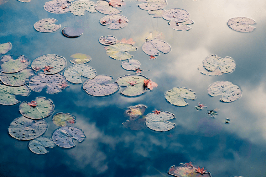 lilyPads