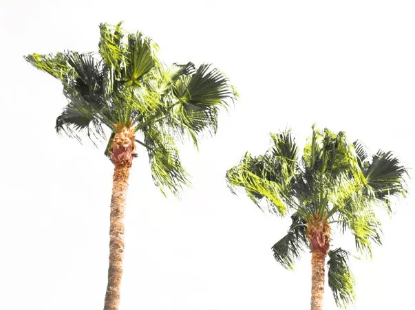 palmtreeWhite