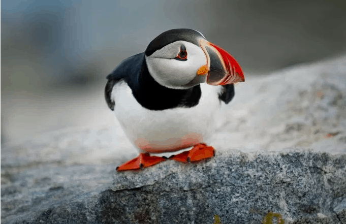 puffin