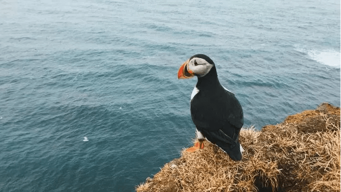 puffinWater