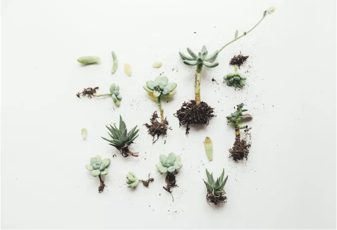 succulentPlantsWhiteBackgroudn.PNG